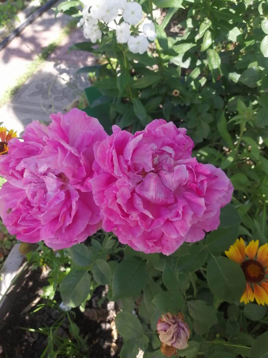 Просто красивые цветы. Оля🥰