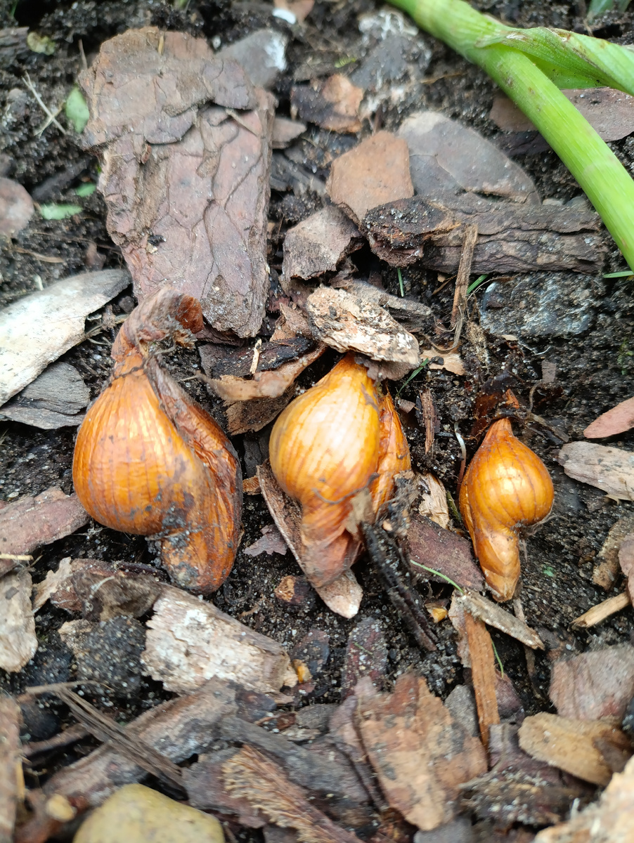 Безвременники дождались посадки только во второй половине августа.