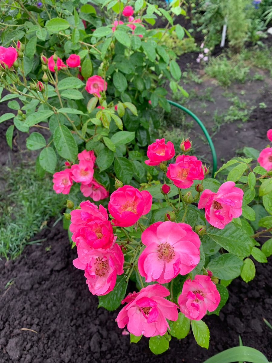 Роза Ангела.