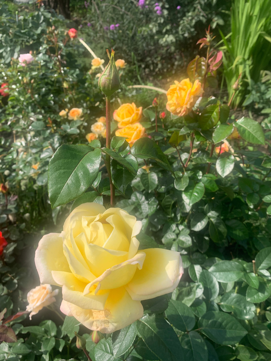 Роза Глория Деи