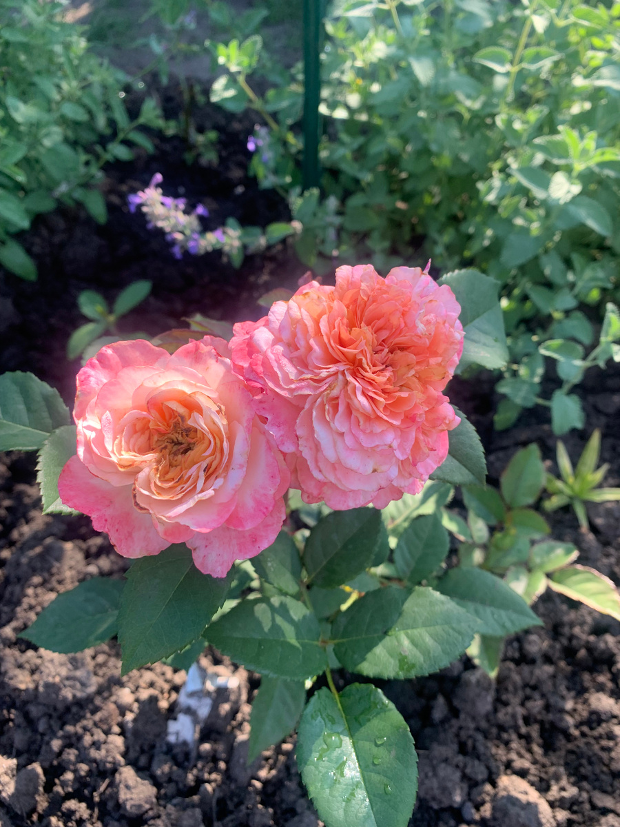 16.07.24. роза Августа Луиза