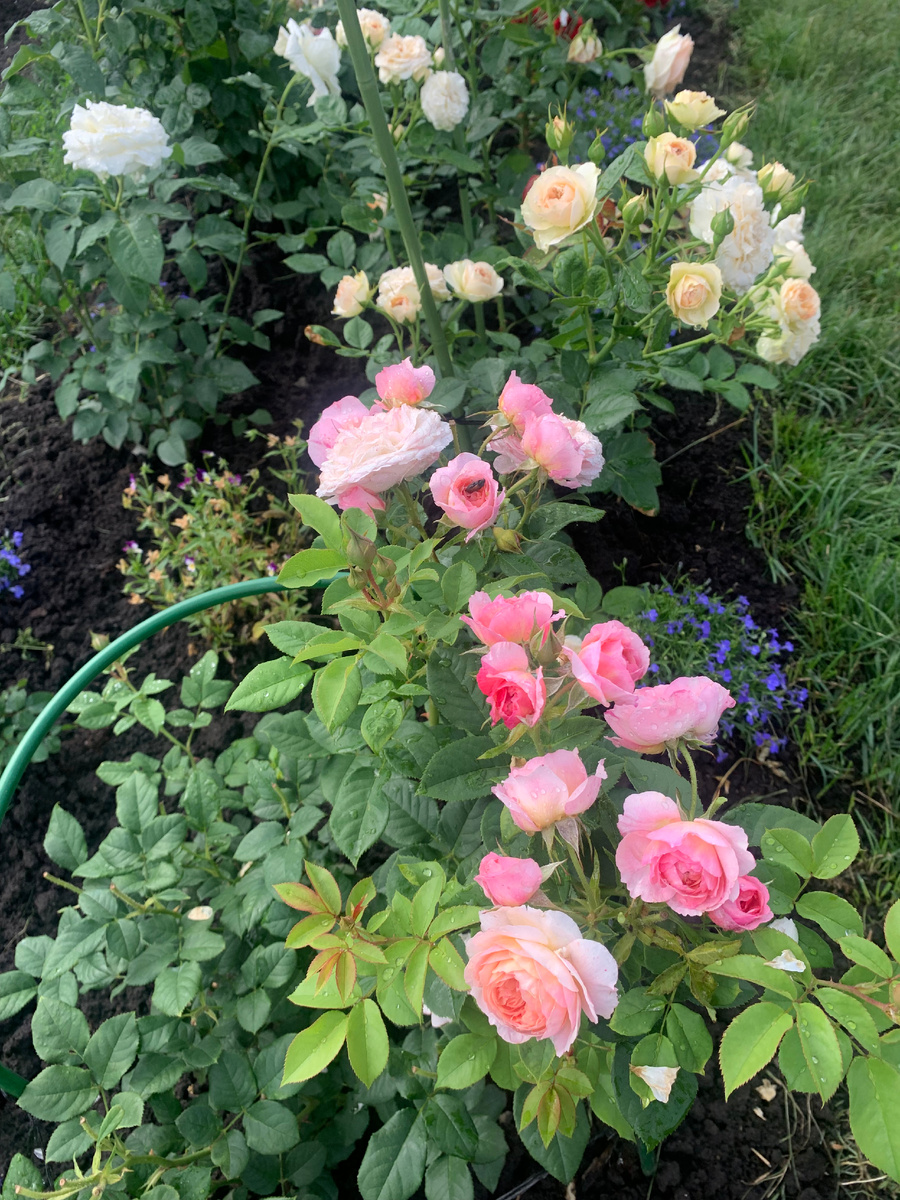 роза Констанс.