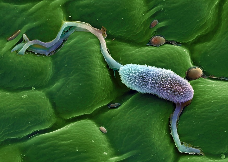 Если погода жаркая, риск поражения растений фитофторой значительно снижается.