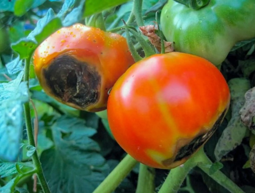 Выгнивает вся сердцевина плодов.