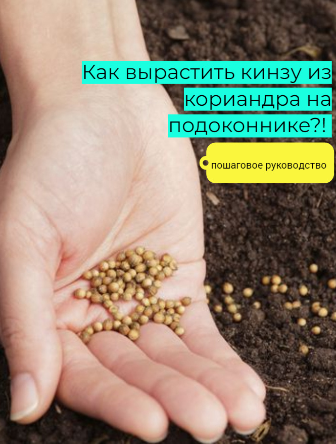 Кинза вырастает из семян кориандра! Знали об этом?!