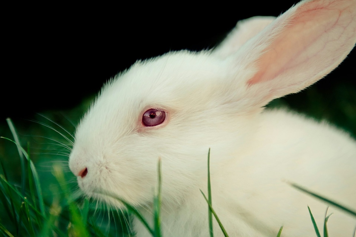     Почему у животных-альбиносов красные глаза? Вас поразят эти факты!