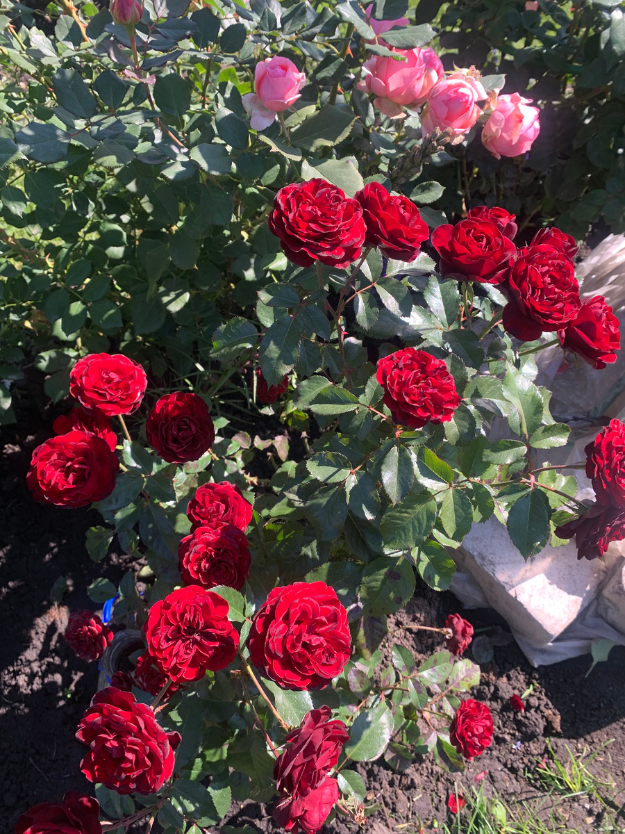 роза Лаваглут.