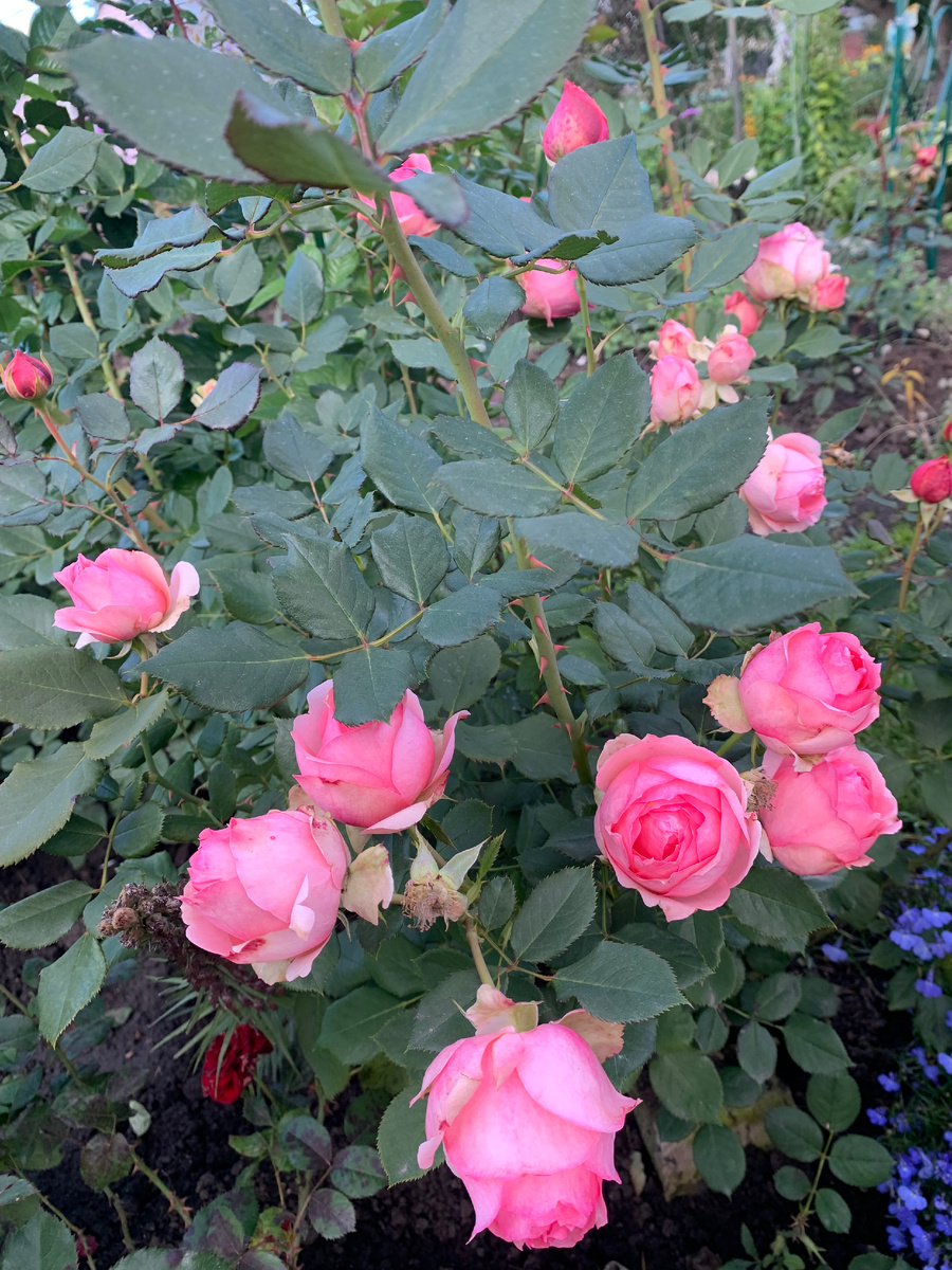 роза Ферст Леди.