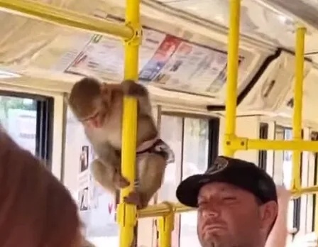 Скриншот с видео