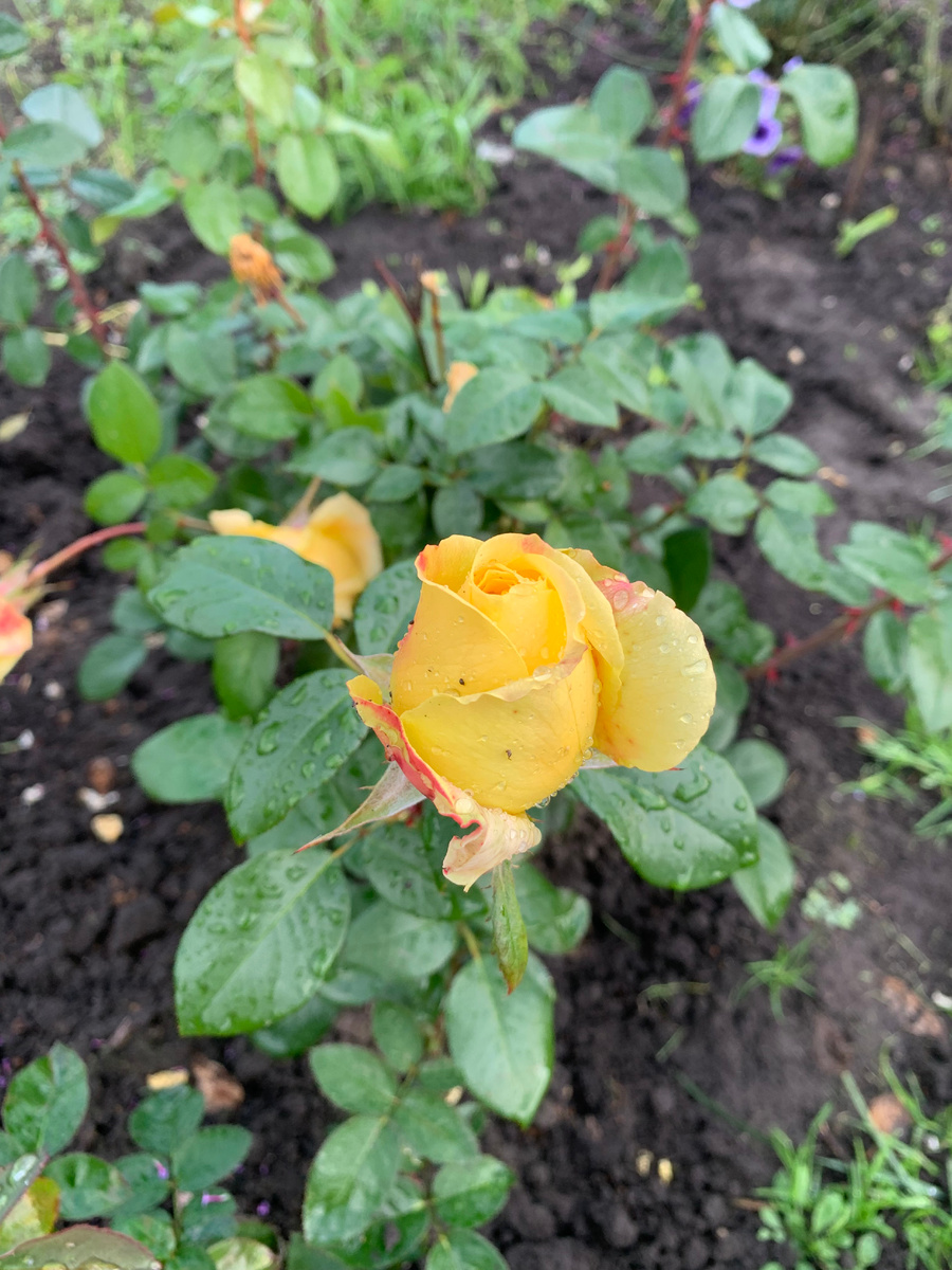 роза Кэндллайт, все фото автора.