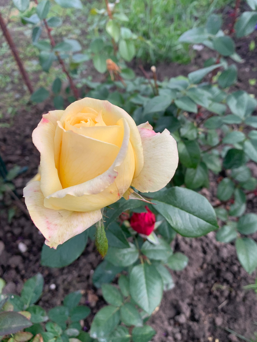 роза Кэндллайт