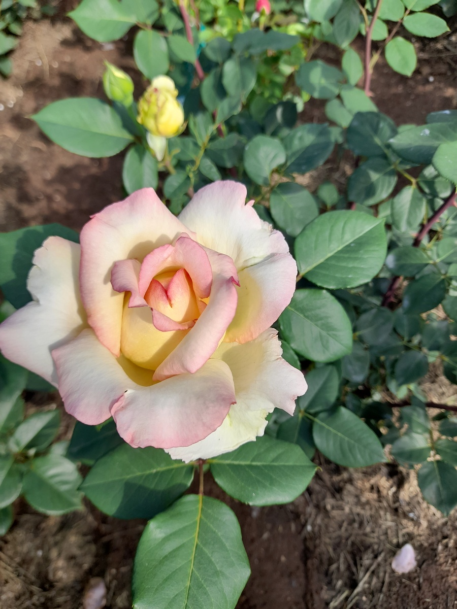 роза Анны Молинари, фото от Марии