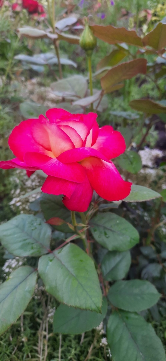 роза Большой Театр.