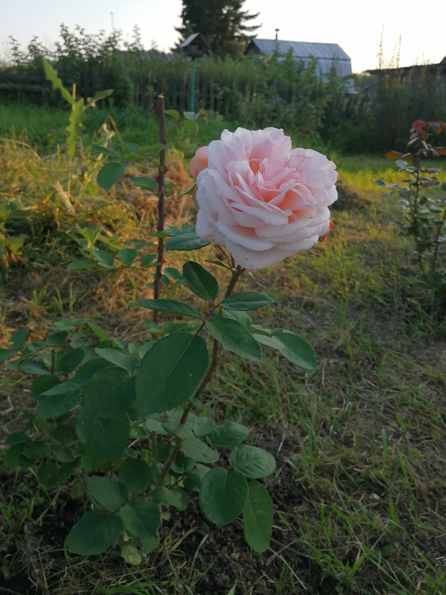 фото из сады Оксаны