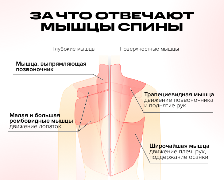 Тренажеры для спины позвоночника в Алматы. Купить для дома недорого. - ecostandart35.ru