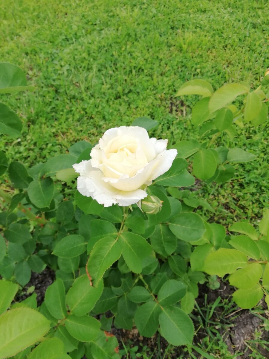 фото от  Нины Ахметовой.