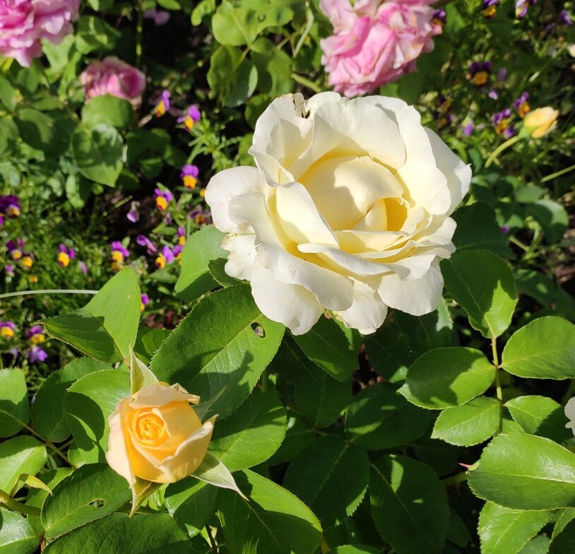 фото от  Инны Витко