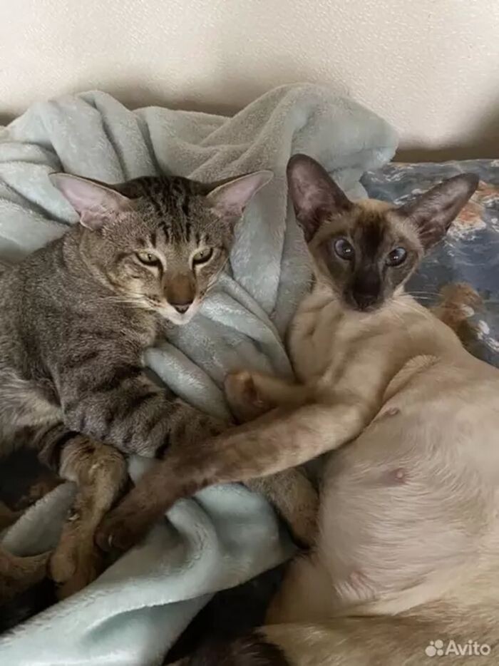 Источник фото: Авито