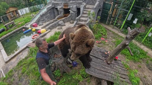 Молодой медведь и взаимодействие с ним человека. Часть первая. 1/3