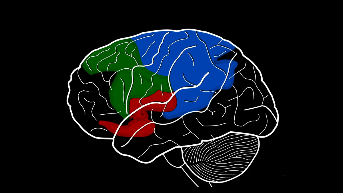 Сейчас будет немного нейробиологии, потерпите