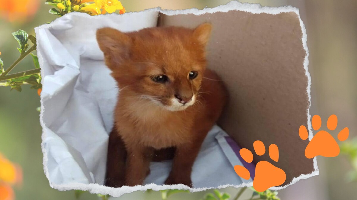 Этого малыше Флоренсия забрала домой, согласитесь красавец