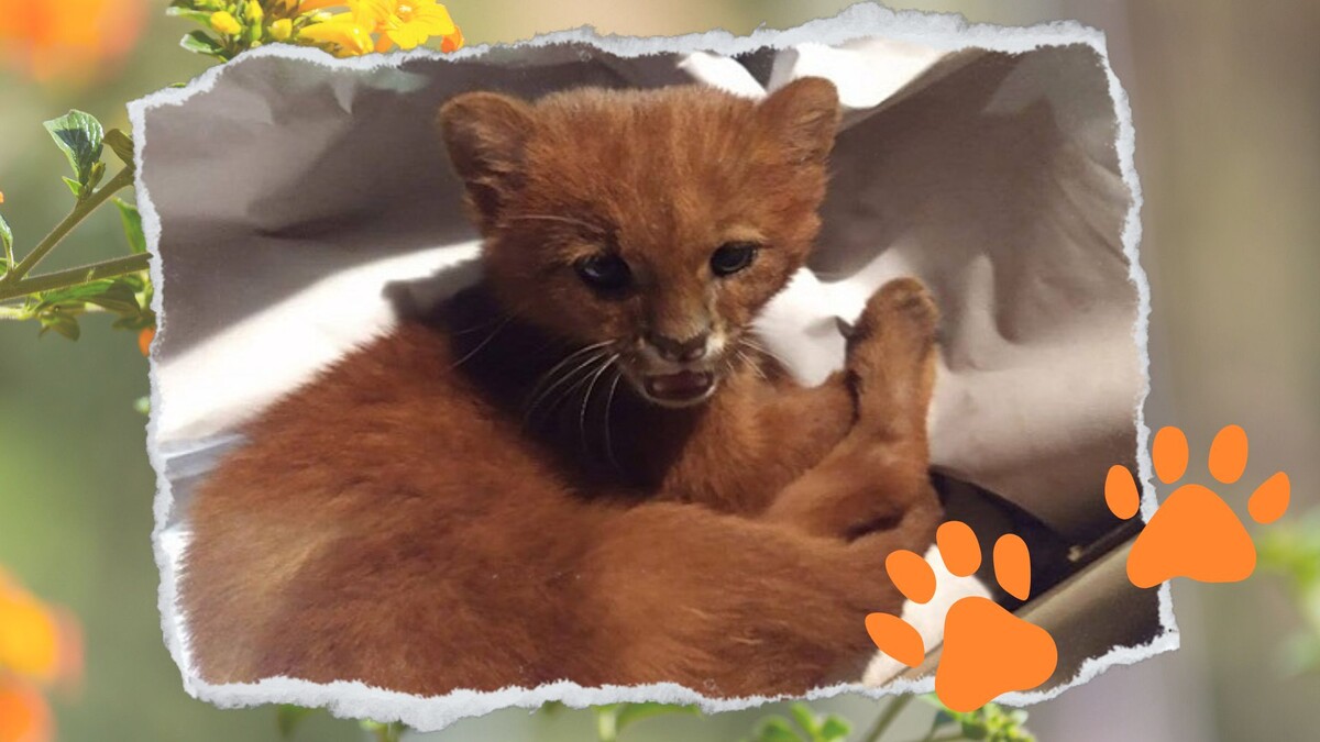 Зубки и когти у этих кошек выдающиеся, как и нрав