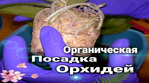 🌸🌸🌸Осмотр и посадка новых безымянных орхидей из посылки 4.  (Часть1)