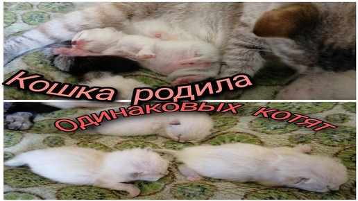 😻Котята. Как выглядят через месяц?🤔