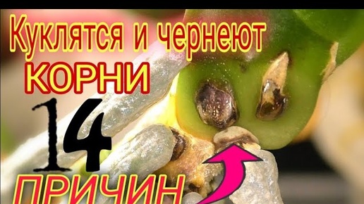 ☝️ Вот от чего закукливаются корни орхидеи❗️❗️❗️ Как раскуклить и заставить расти🚀