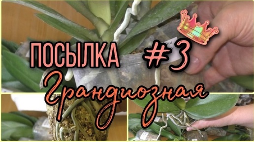 👑Распаковка и обзор посылки с орхидеями👌.  Крупноцветные фаленопсисы.😻