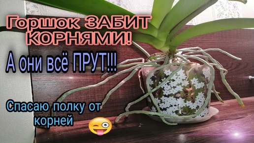 😲ВОТ ЭТО КОРНИЩИ НАРОСЛИ У ОРХИДЕИ !!! Очень ВАЖНАЯ ОПЕРАЦИЯ 🔪