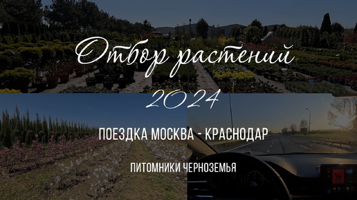 Отбор декоративных растений. Проекты 2024. В России нет крупномеров?! Едем по питомникам Черноземья.