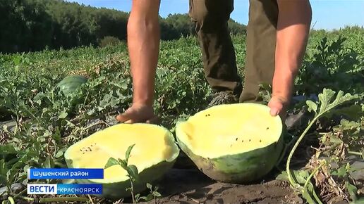 На юге края придумали необычный способ выращивания арбузов