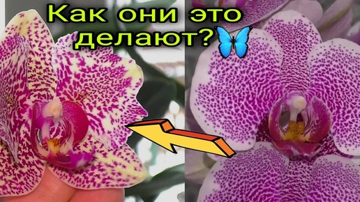 🌺🦋 Бабочки идут в руки сами Чудесный день и моё орхидейное чудо 🤩🔥