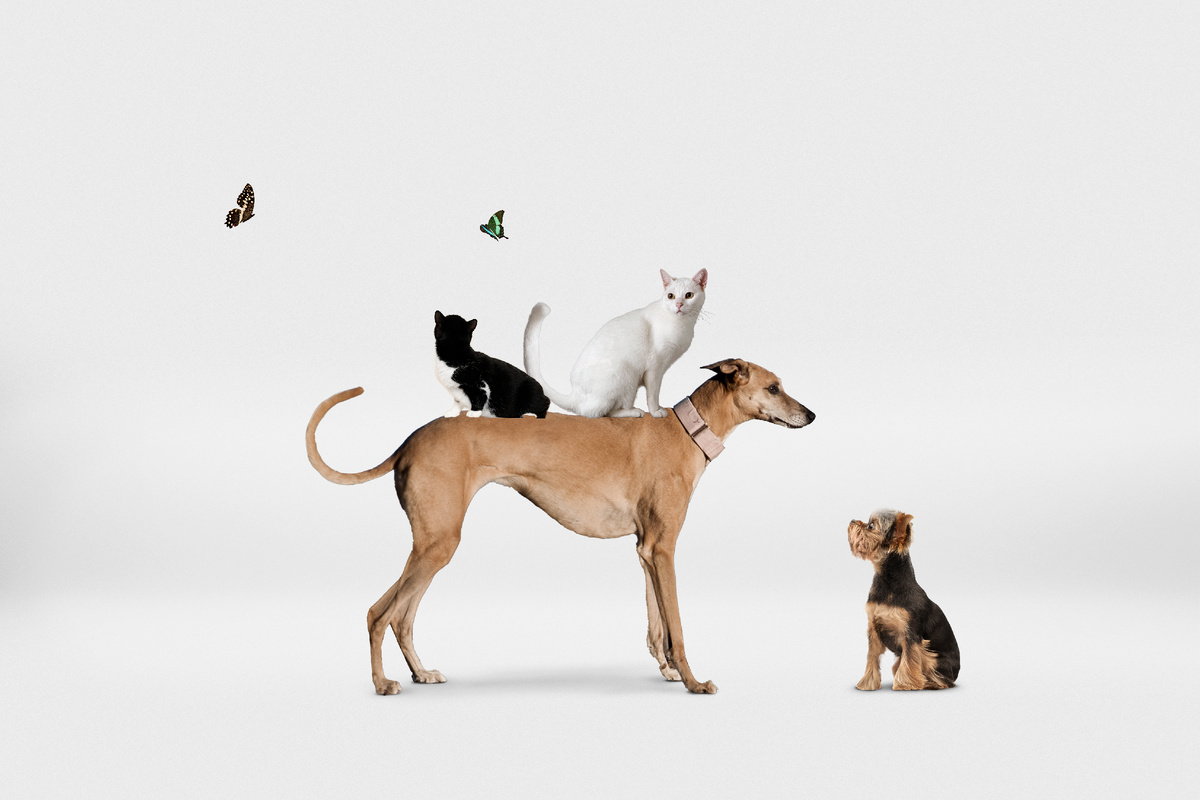 Больше интересного в нашем Telegram-канале! https://t.me/grand_prix_pet_food 