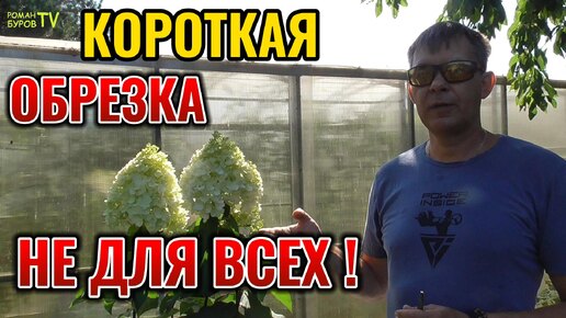 🍋 Литл Лайм: гортензия-хамелеон! Обзор и секреты обрезки. 🌸 Хотите пышный Литл Лайм? Обрезаем правильно для шапки цветов!