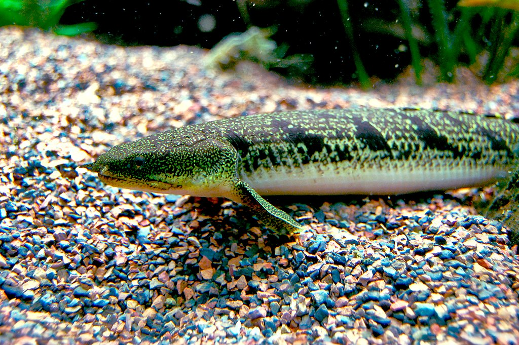 Современный многопёр вида Polypterus delhezi Boulenger, 1899