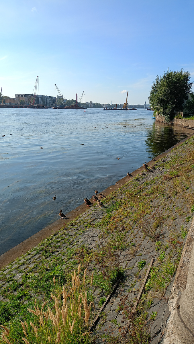 Утки на месте. Сидят и на Неву смотрят. Упитанные такие все