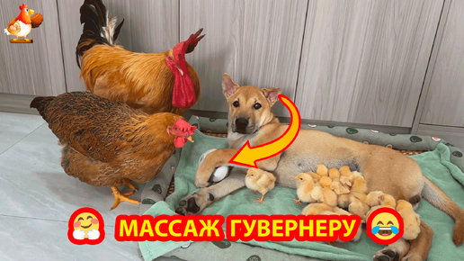 Щенок на массаже и цыплята рядом 🐥🐤🐥 Родители старый Петух и молодая Курица остались довольны гувернером ❣️🤗😂