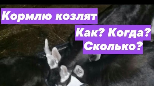 ПОЯВИЛИСЬ КОЗЛЯТА. КОРМЛЮ: ЧЕМ? СКОЛЬКО? КОГДА?