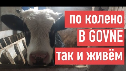 ДОМ В СЕЛЕ. ПО КОЛЕНО В GOVNE. НА СКОЛЬКО ПРОДАЛ МОЛОЧНОЙ ПРОДУКЦИИ? Деревенские будни. Козы, гуси.