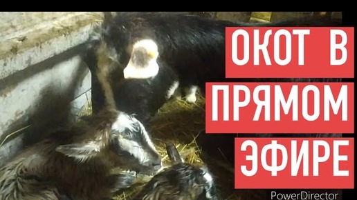 ОКОТ (ОКОЗ) КОЗЫ. ПРОДАЮ ПЛОХУЮ КОРОВУ ЕЛЕНЕ. СУПЕР СТЕЛАЖ ДЛЯ КУХНИ. Дом в деревне.