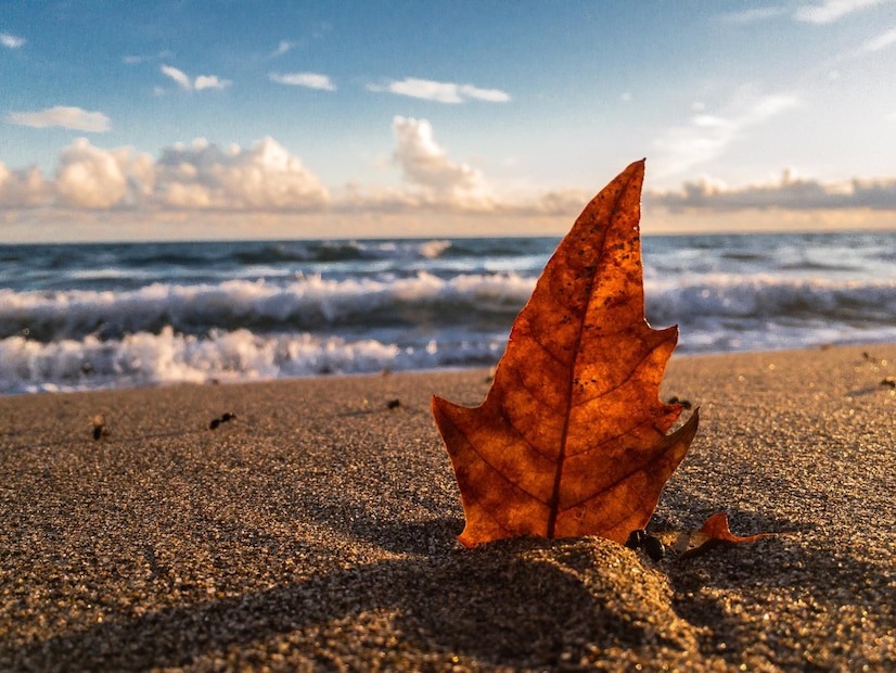 Источник: https://img.freepik.com/premium-photo/close-up-maple-leaf-beach-against-sky_1048944-29594476.jpg?w=826