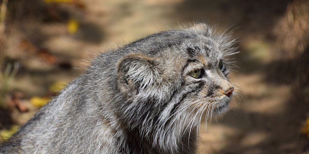 Топ-3 самых опасных породы кошек, от которых стоит держаться подальше
