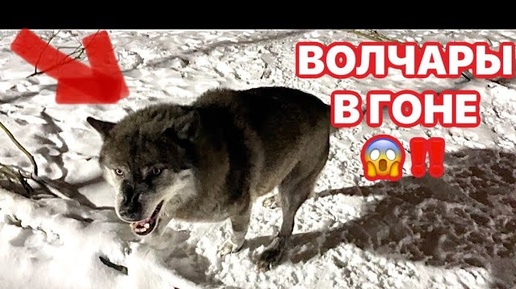 Злой и Красивый Черный ВОЛК ‼️Пол миллиона 🍋 зрителей на BCW 😱