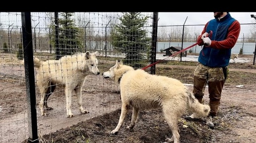 Огромный как полярный волк 😱‼️Алмаз перегрыз поводок и убежал. В год всех перегнал по росту.