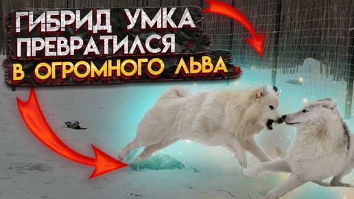 БЕЛЫЙ ЛЕВ 🦁 В ПАРКЕ ВОЛКОВ 🐺 Малыш Умка растёт не по дням, а по часам!!!