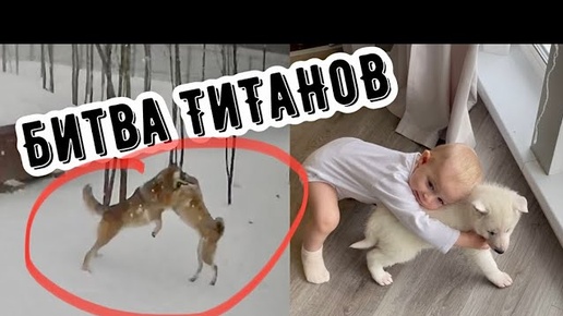 Кто кого ⁉️Волк vs Волэнд 🔞 Обнимашки человеческого детеныша с белым редким волчонком 😱