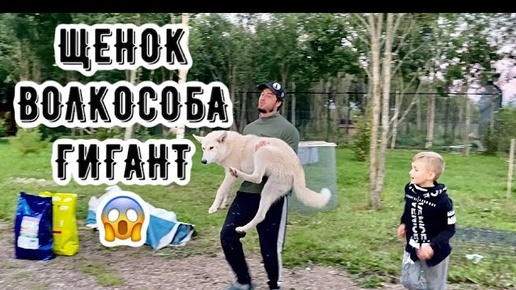 Гигантский щенок Волэнда в парке ВОЛКОВ 🐺‼️Уезжаю в Москву в приют для Диких дивотных 😱‼️