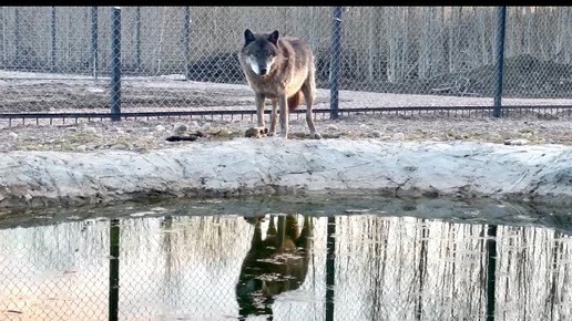 Король ВОЛК 🐺 АКЕЛА ‼️Арктическая Волчица готова к родам ‼️